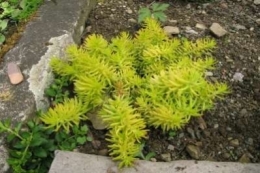 Sedum reflexum Aurium