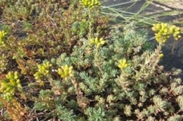 Sedum reflexum Elegance