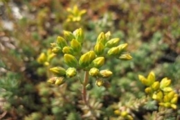 Sedum reflexum Elegance