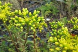 Sedum reflexum Elegance