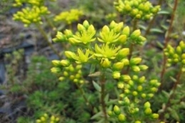 Sedum reflexum Elegance