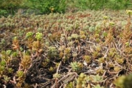 Sedum reflexum Elegance