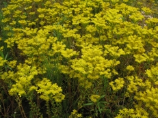 Sedum reflexum Tripmadame