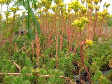 Sedum reflexum Tripmadame