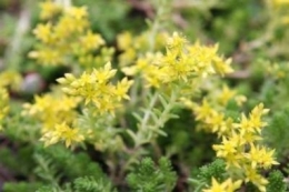 Sedum Sexangulare