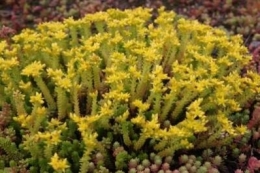 Sedum Sexangulare