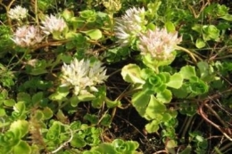 Sedum spurium Album Superbum