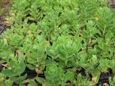 Sedum telephium