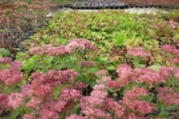 Sedum telephium Herbstfreude