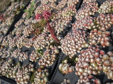 Sempervivum arachnoideum