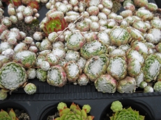 Sempervivum arachnoideum