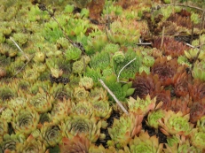 Sempervivum hybriden
