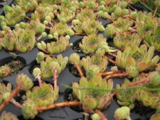 Sempervivum hybriden