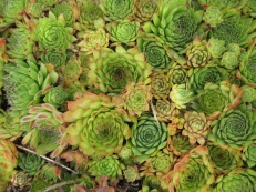 Sempervivum hybriden