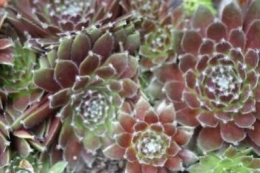Sempervivum tectorum