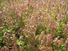 Thymian