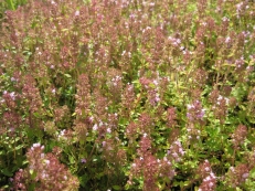 Thymian