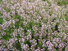 Thymian