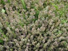 Thymian