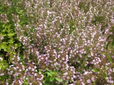 Thymian