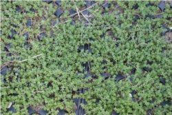 Sedum album Kleinballen