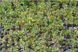 Sedum floriferum Kleinballen