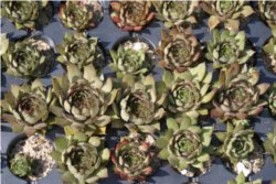 Sempervivum Kleinballen