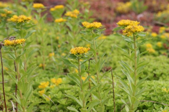 Gelbe Blüten auf grünen Pflanzen in natürlicher Umgebung.