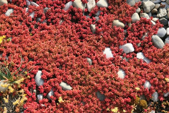 Rote Sukkulenten breiten sich über einen Steinboden aus.
