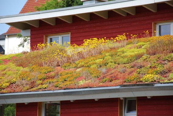 Bunte Sedum-Pflanzen auf einem begrünten Dach eines roten Hauses.