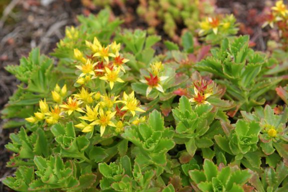 Gelbe und rote Blüten auf grünen, fleischigen Blättern in einem Garten.
