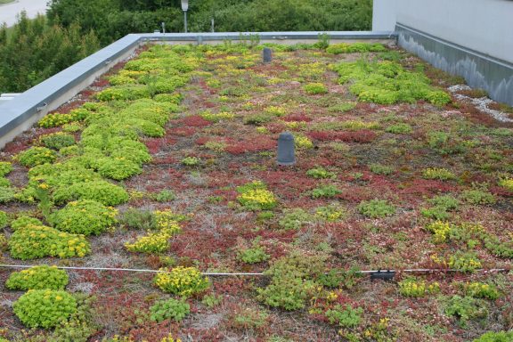 Gründach mit sukkulenten Pflanzen in verschiedenen Grüntönen und Rottönen.