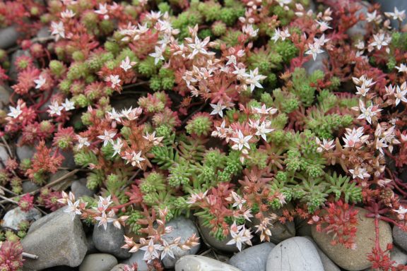 Bunte Sukkulenten mit roten und weißen Blüten, zwischen grauen Steinen.