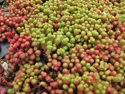 Bunte Sukkulenten mit roten und grünen Knospen in dichten Gruppen.