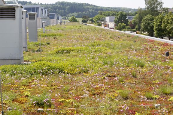 Blühende Grünfläche auf einem Flachdach mit verschiedenen Pflanzen und Blumen.