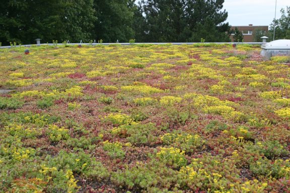 Gründach mit bunten Pflanzen und blühendem Bewuchs in verschiedenen Farben.