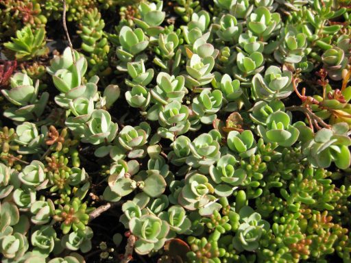 Dichte Ansammlung von saftigen, grünen Pflanzen mit fleischigen, dicken Blättern.